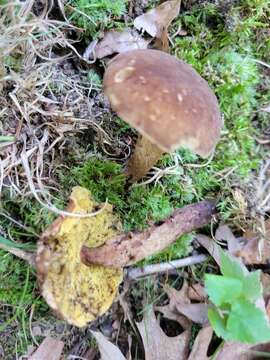 Image of Boletellus chrysenteroides (Snell) Snell 1941