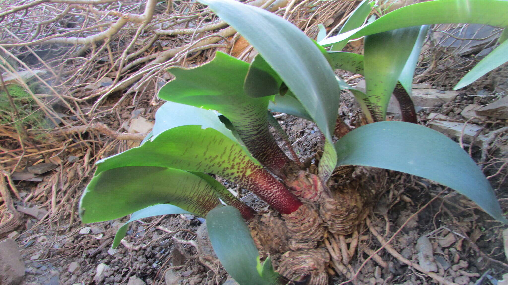 Haemanthus barkerae Snijman的图像
