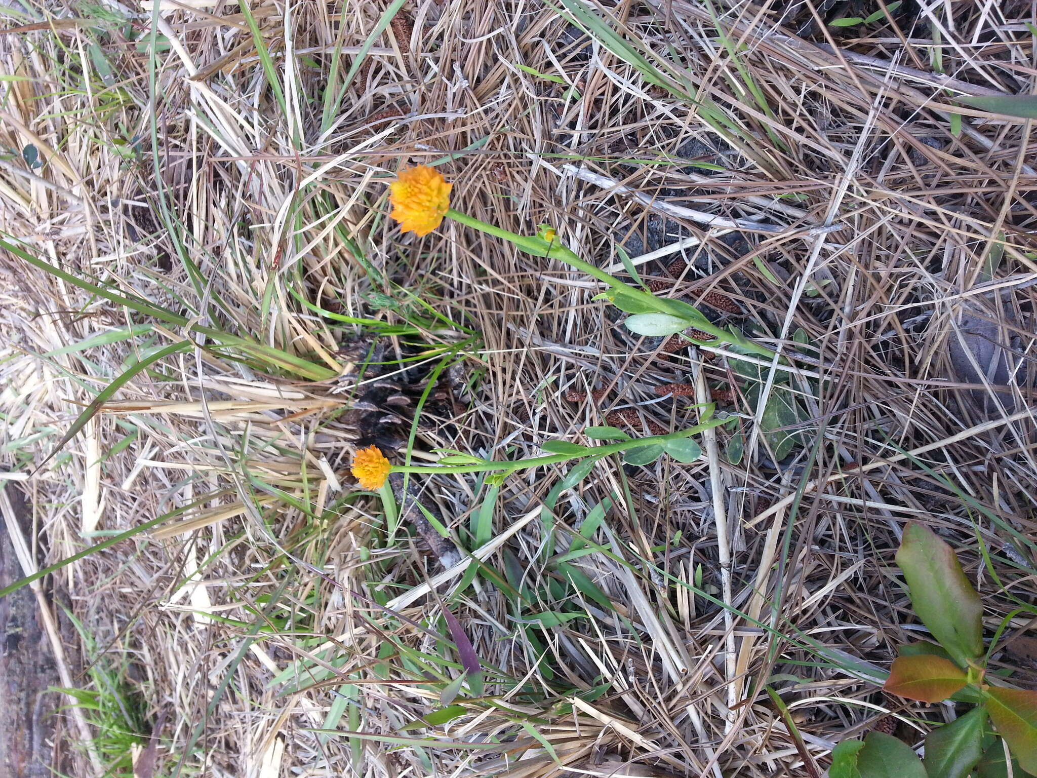 Sivun Polygala lutea L. kuva