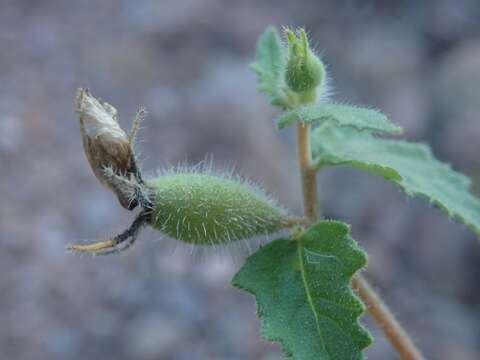 Image of Mentzelia adhaerens Benth.