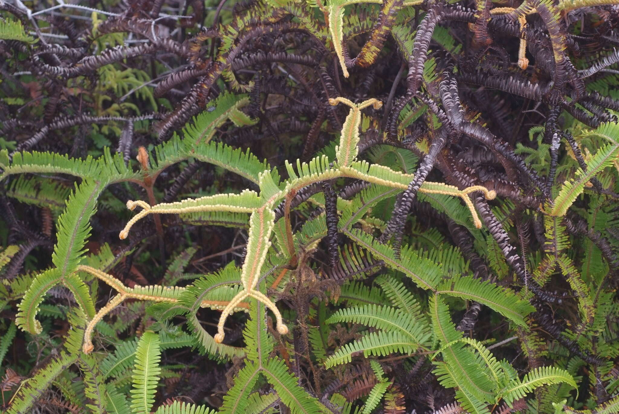 Image of Sticherus brackenridgei (Fourn.) St. John