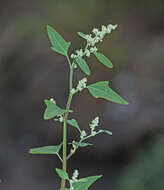 Sivun Chenopodium bryoniifolium A. Bunge kuva