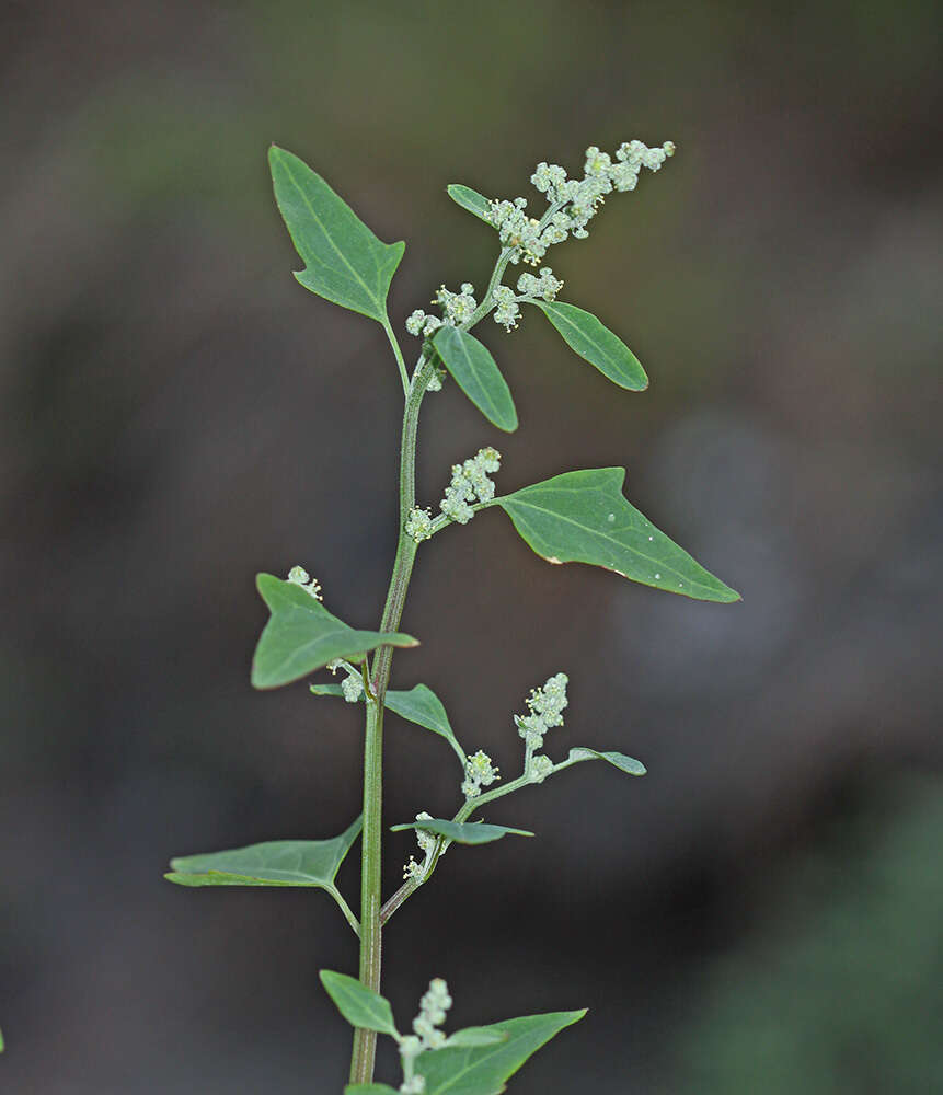 Image de Chenopodium bryoniifolium A. Bunge