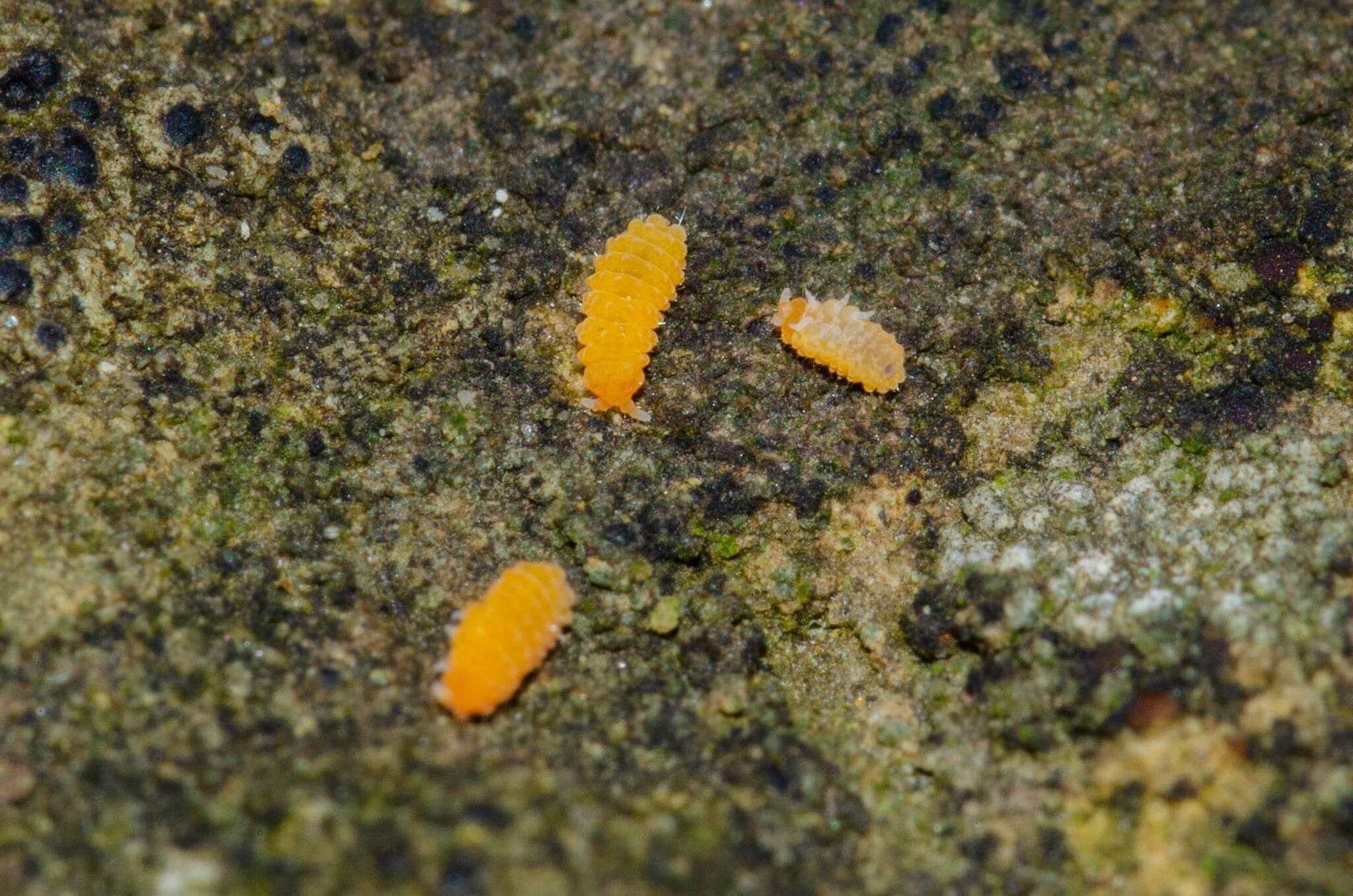 Image of Bilobella aurantiaca (Caroli & E 1912)