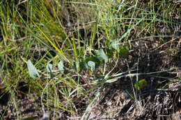 Image de Afroaster perfoliatus (Oliv.) J. C. Manning & Goldblatt