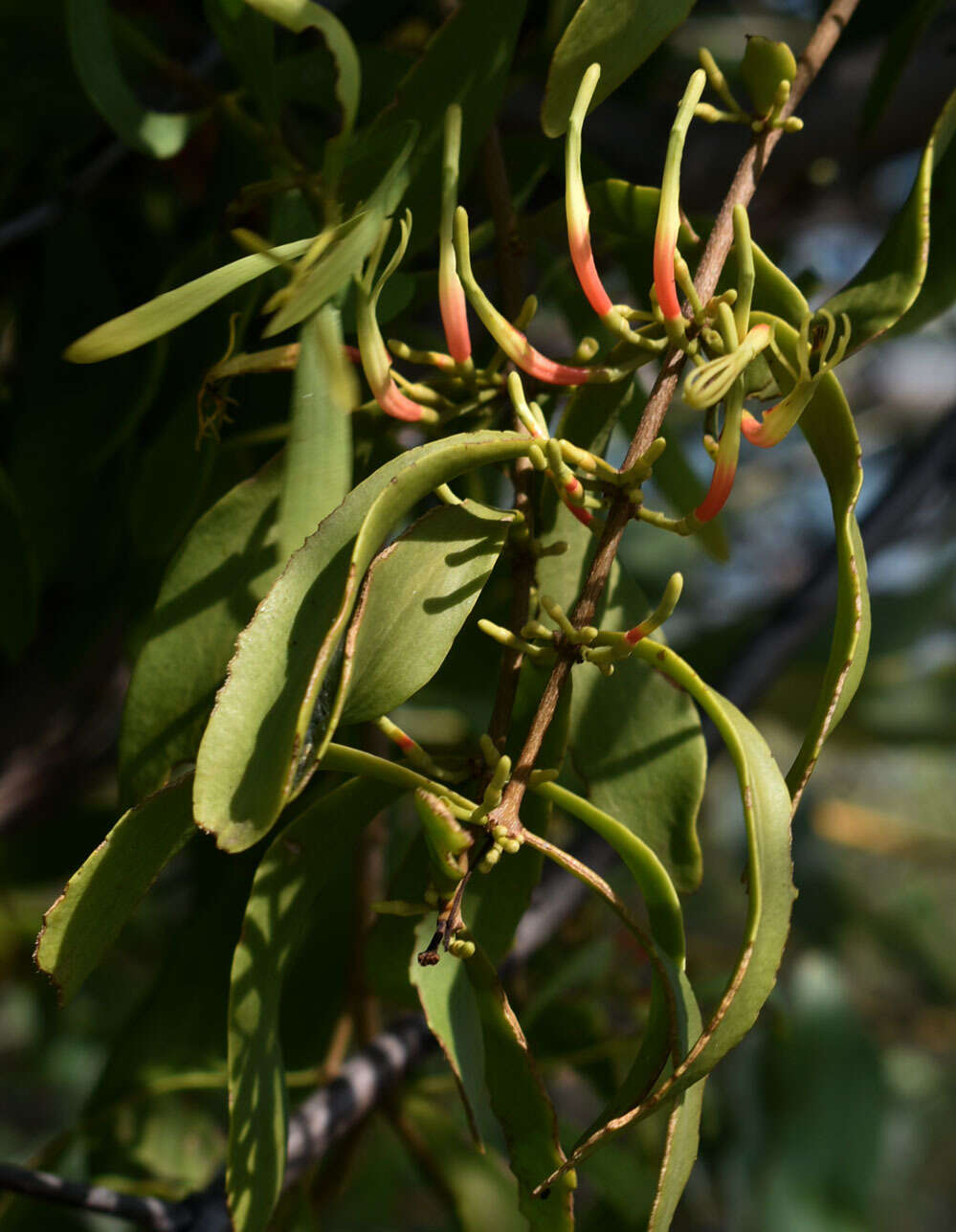 Image of Northern mistletoe