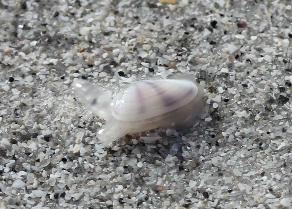 Image of butterfly shell