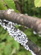 Image of Woolly Alder Aphid