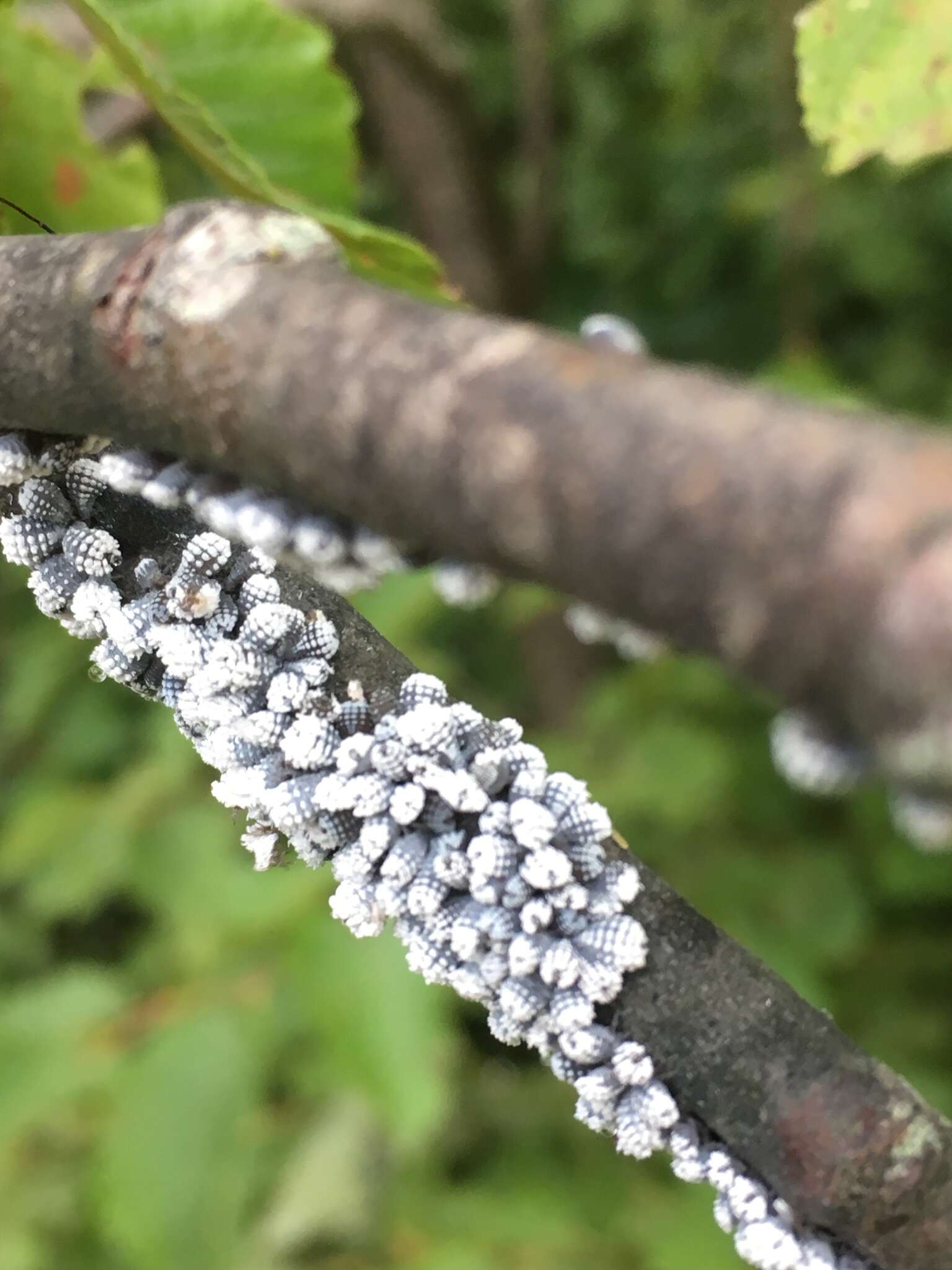 Image of Woolly Alder Aphid