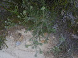 Image of Leucadendron singulare I. Williams