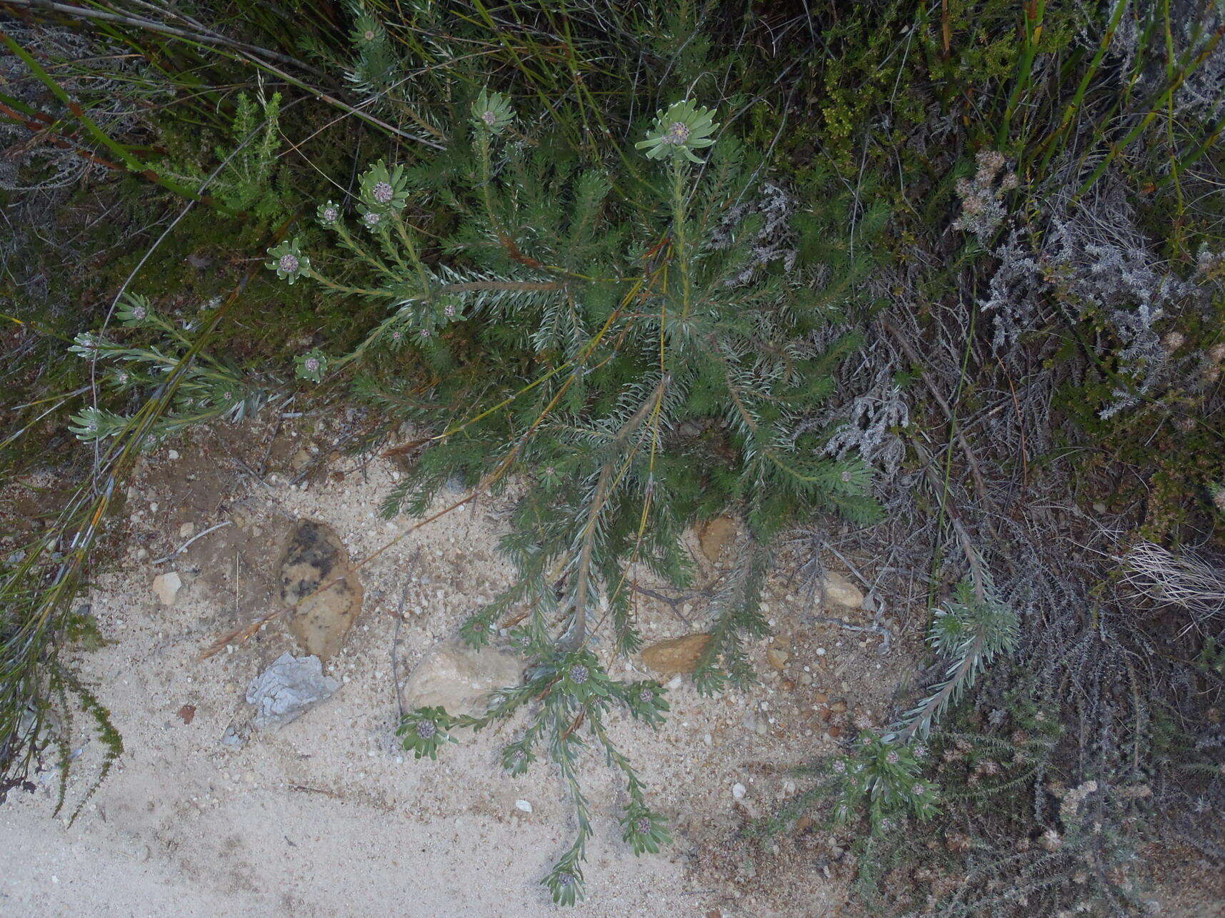 Image of Leucadendron singulare I. Williams