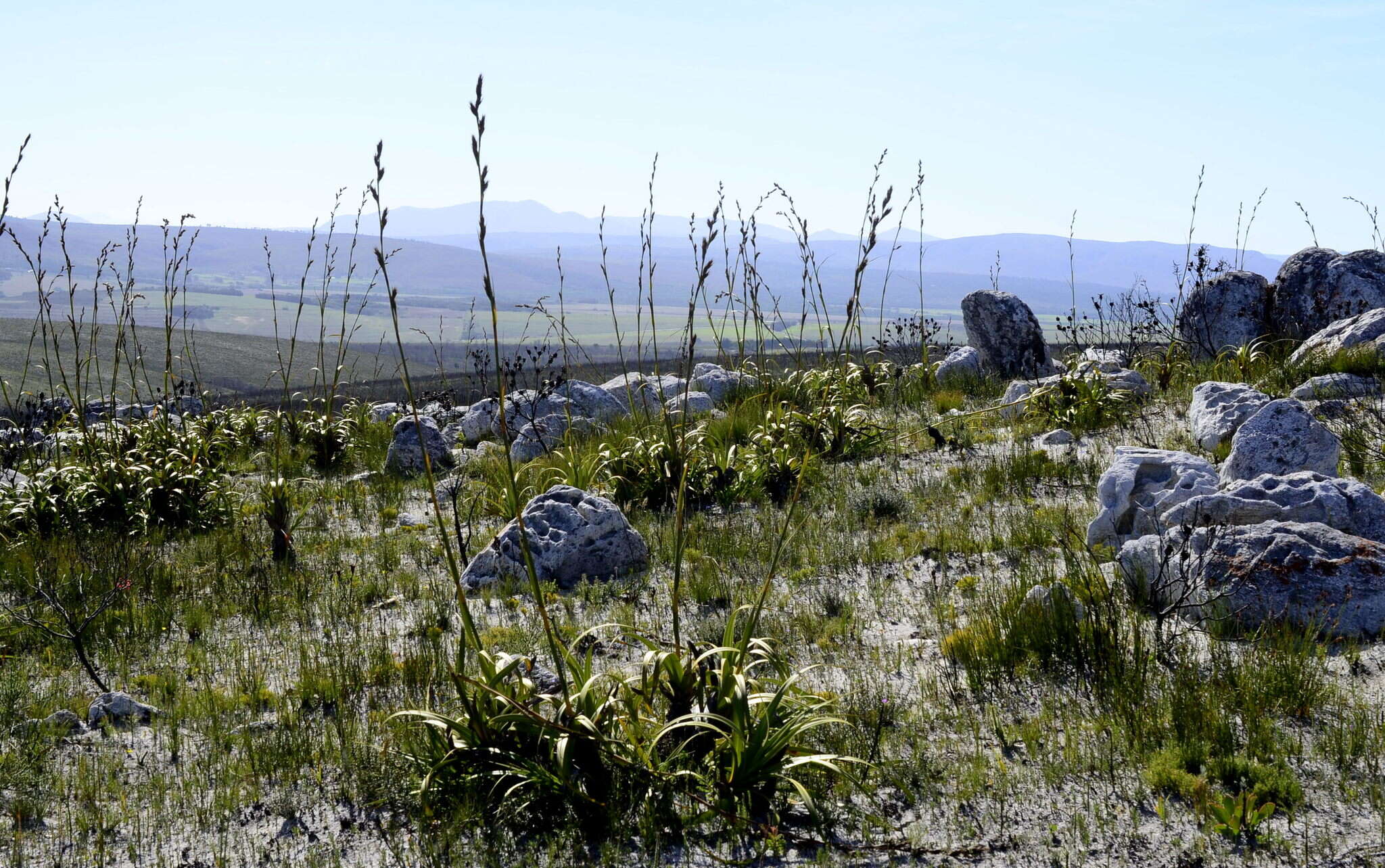 Image of Tetraria thermalis (L.) C. B. Clarke