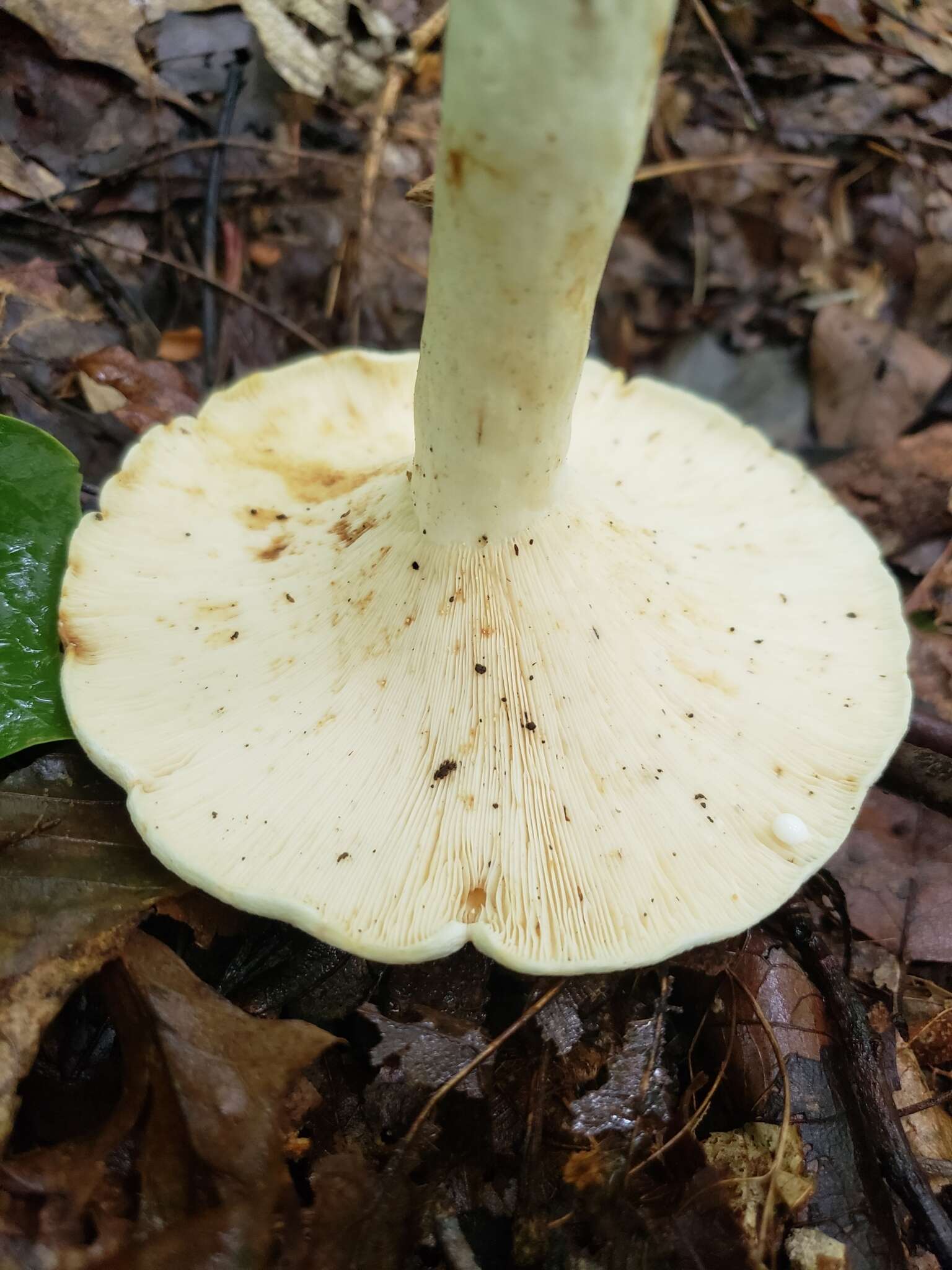 Imagem de Lactarius piperatus (L.) Pers. 1797