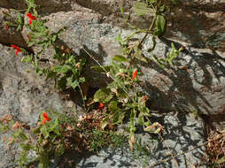 Image of Scarlet Monkey-Flower