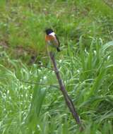 Image of European Stonechat