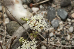 Image of Pimpinella cretica Poir.