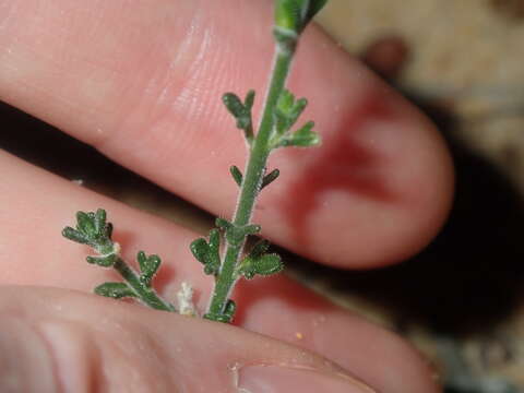 صورة Cyanothamnus coerulescens subsp. spinescens (Benth.) Duretto & Heslewood