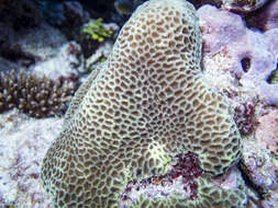 Image of tombstone coral