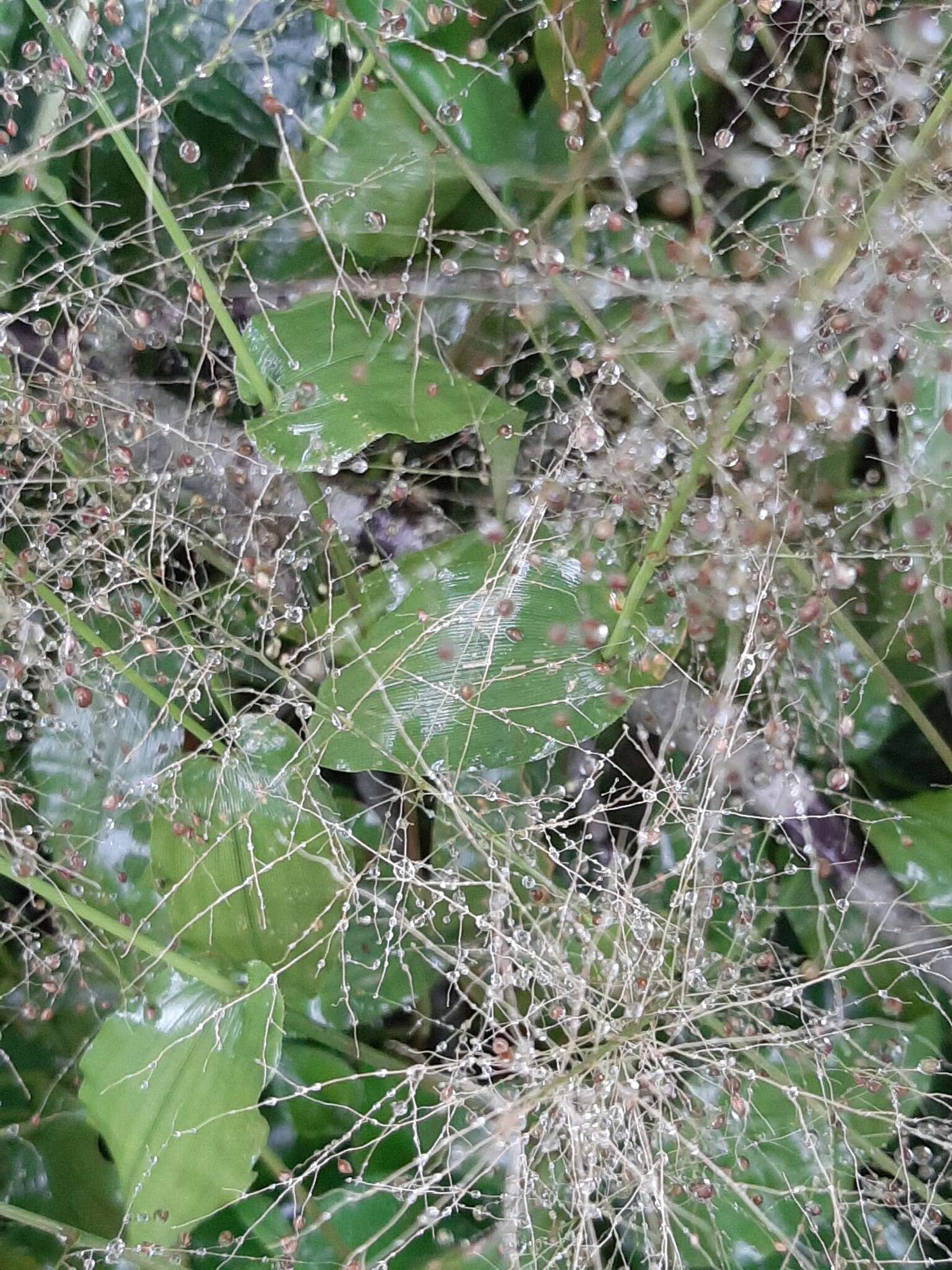 Image of Panicum brevifolium L.