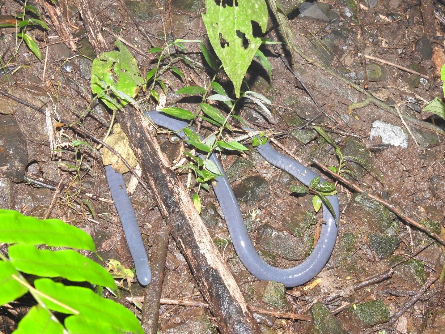 Sivun Caecilia tentaculata Linnaeus 1758 kuva