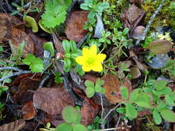 Image of Yellow Thimbleweed