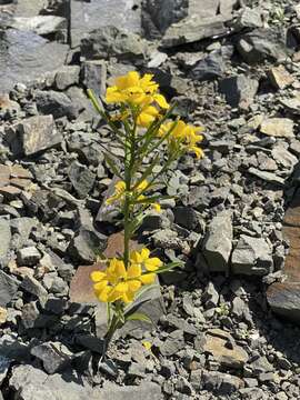 Image of Erysimum amurense Kitag.