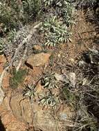 Image of Stebbins' false bindweed