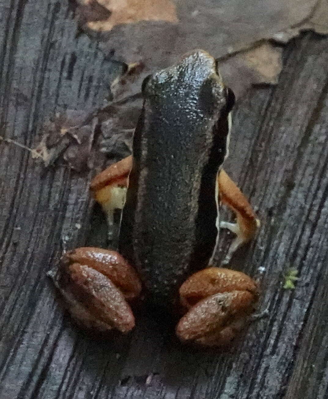 Image of Talamanca Rocket Frog