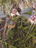 Image of Masdevallia nidifica Rchb. fil.