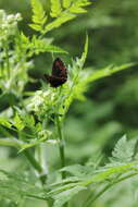 Image of Erebia jeniseiensis Trybom 1877