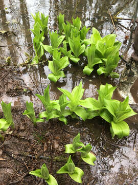 صورة Veratrum californicum var. caudatum (A. Heller) C. L. Hitchc.