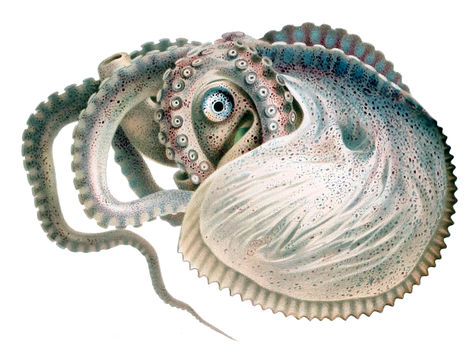 Image of Argonaut