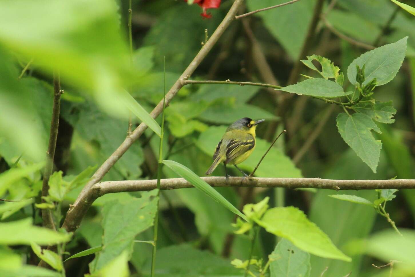 Image of Gray-headed Tody-Flycatcher