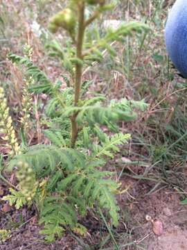 Phacelia denticulata Osterh. resmi