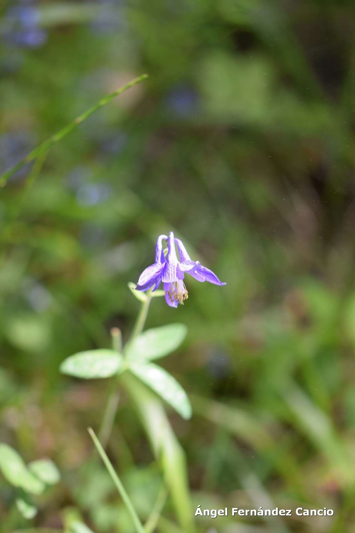 Aquilegia vulgaris subsp. hispanica (Willk.) Heywood的圖片