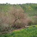 Image of Salix acmophylla Boiss.