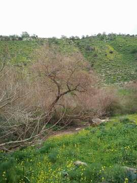 Image de Salix acmophylla Boiss.