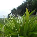 Imagem de Hymenocallis caribaea (L.) Herb.