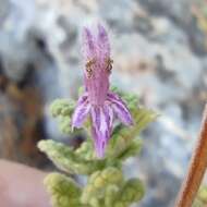 Image of Ballota saxatilis Sieber ex C. Presl