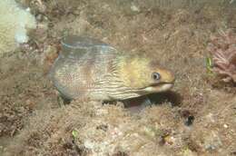 Image of Barred moray