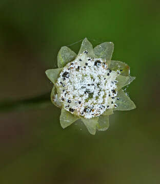 Image de Eriocaulon decemflorum Maxim.