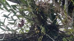 Image of Catasetum maculatum Kunth