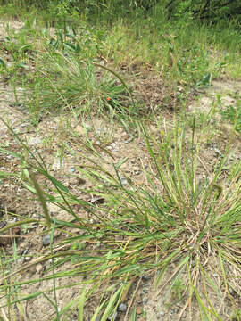 Image of meadow barley