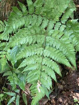 Imagem de Polystichopsis chaerophylloides (Poir.) Morton