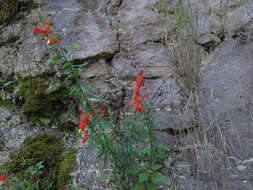 Слика од Castilleja ortegae Standley