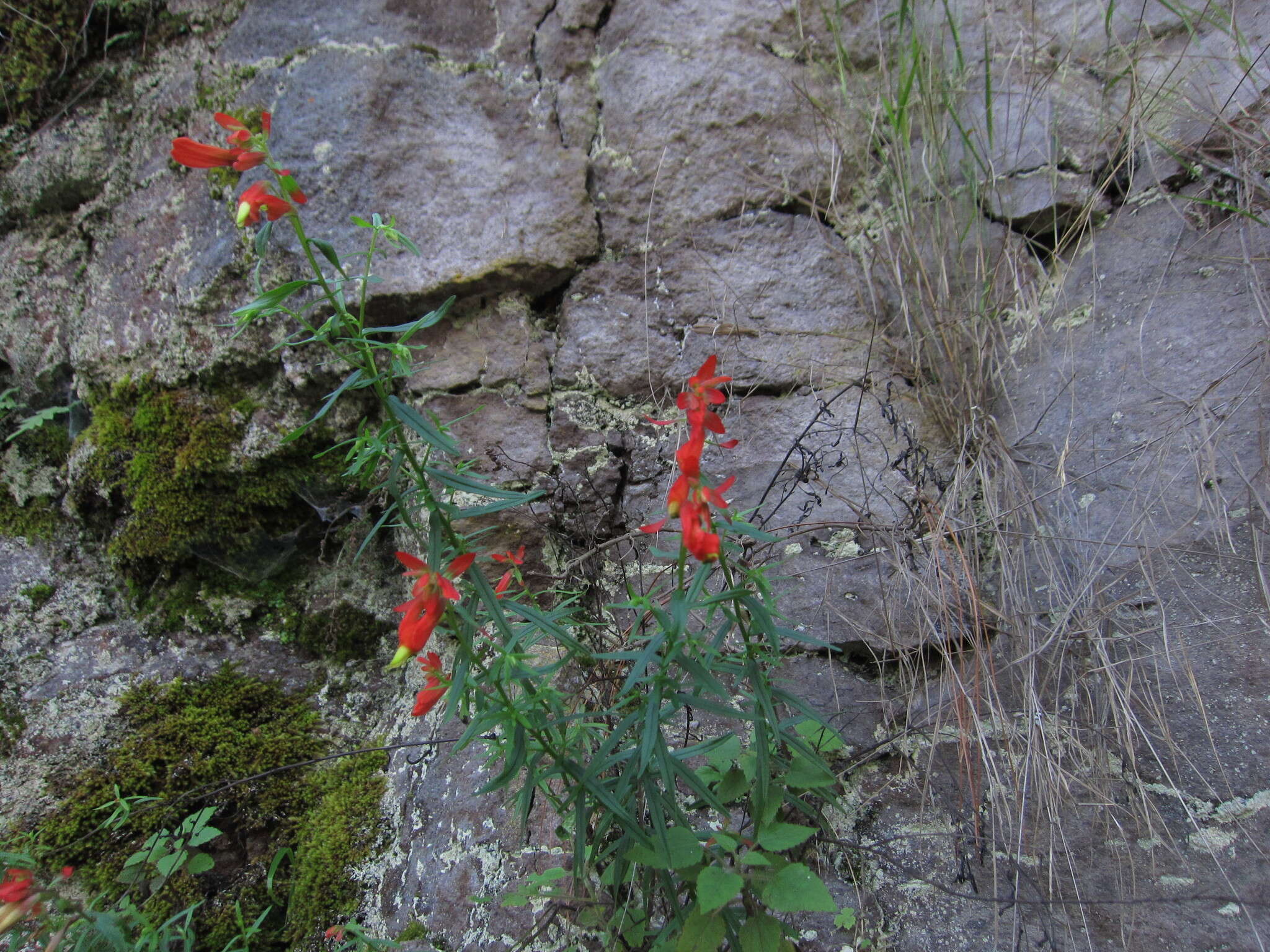 Слика од Castilleja ortegae Standley