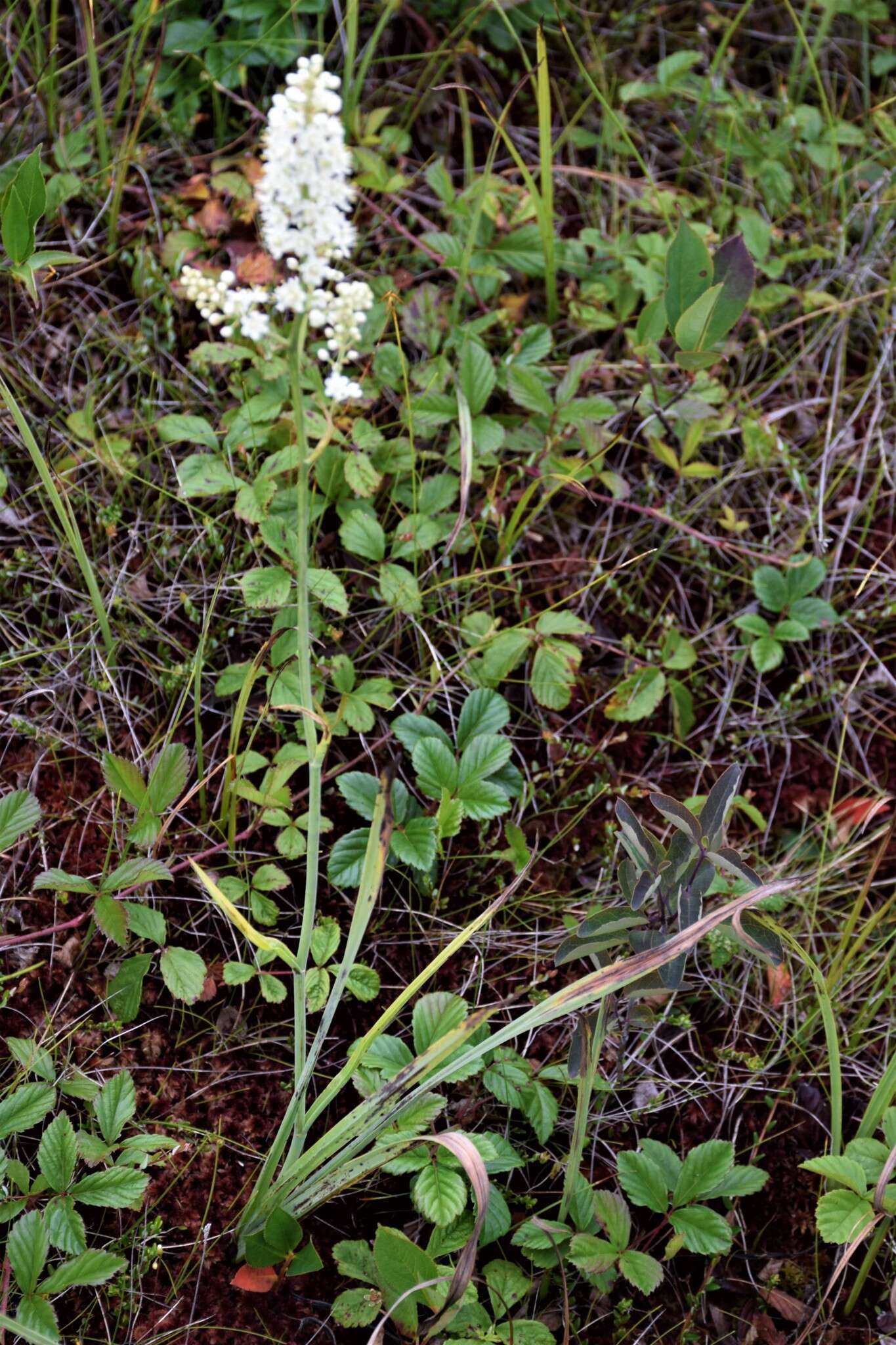 صورة Stenanthium densum (Desr.) Zomlefer & Judd