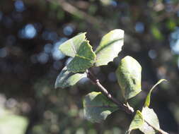 Image of Citharexylum ilicifolium Kunth