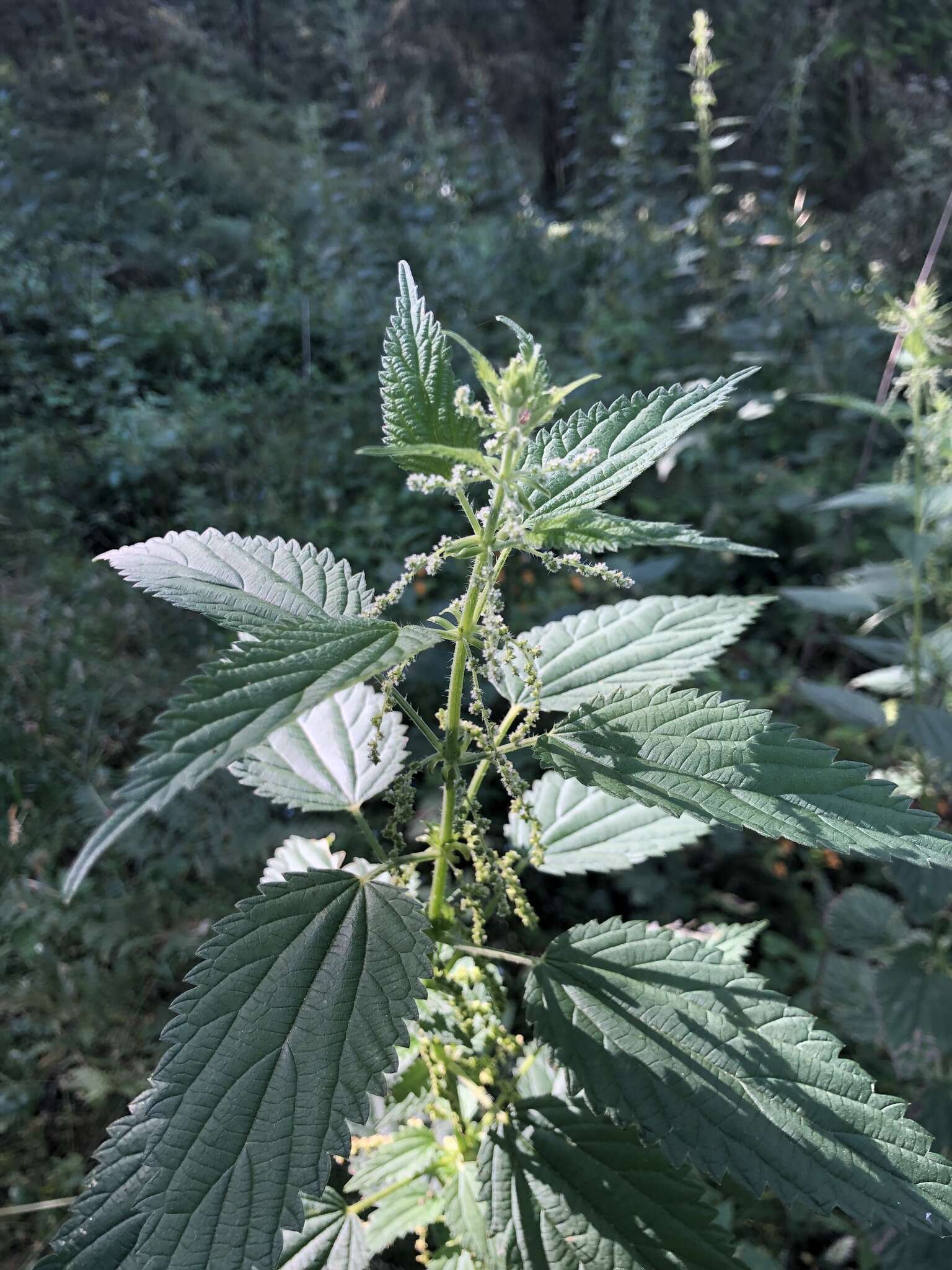 Image of stinging nettle