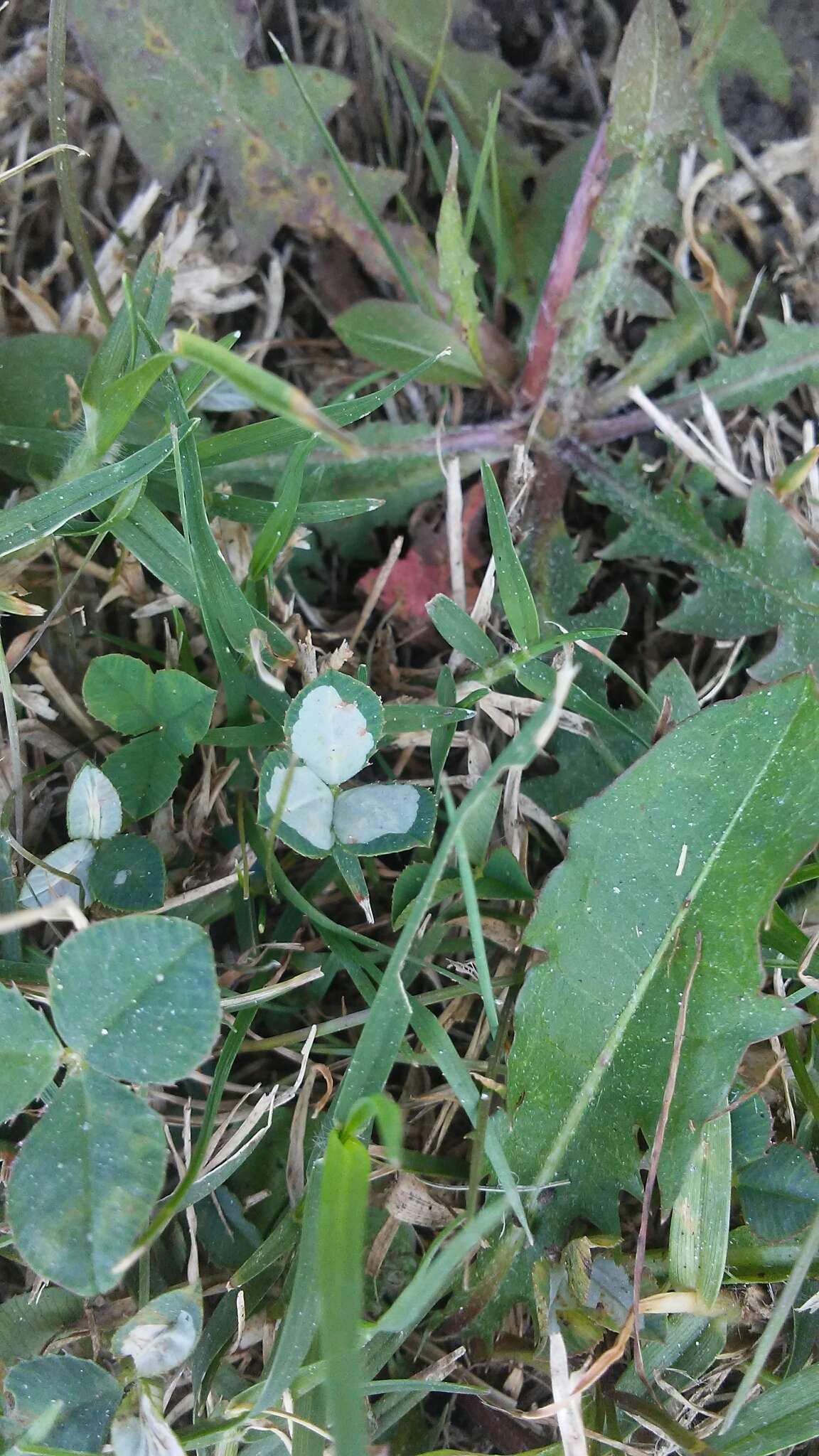 Image of Leaf miner moth